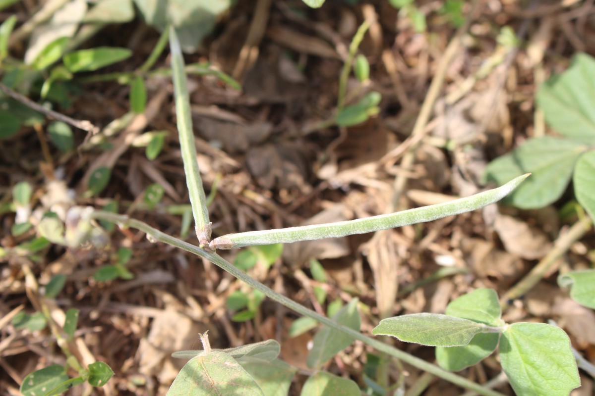 Macroptilium atropurpureum (DC.) Urb.